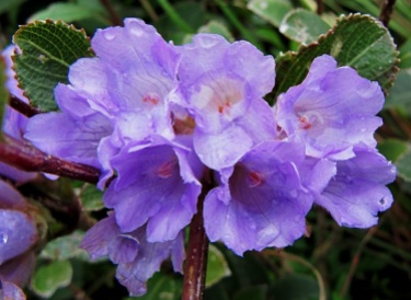 Kurinji Flower